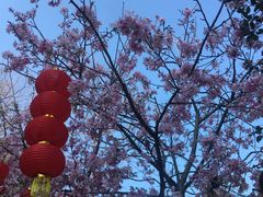 -广州市帽峰山景区