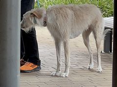 -Dooley's Premium Ice Cream