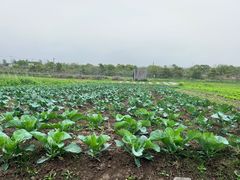 -上海都市菜园