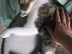 -喵屿·大理花园猫咖