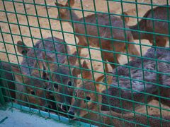 -泉州海丝野生动物世界