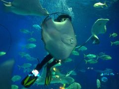 -烟台海昌鲸鲨海洋公园