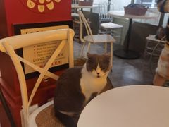-共舞时光猫咖·狗咖(新街口店)
