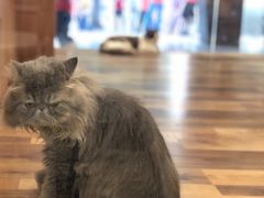 -袖虎·猫馆(体育西路店)