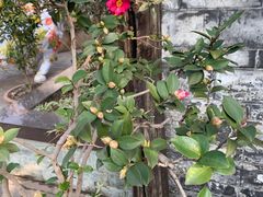 -阿细汉菜(本地盐帮菜名店)