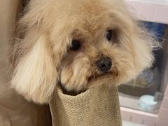 -FAELING PETS美天灵宠物(富力广场店)