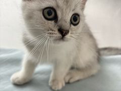 -中农国际动物医院24小时·猫科·骨科·急重症中心