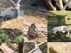 -西霞口神雕山野生动物世界