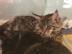 -糯米喵星人总部直营旗舰店·猫舍·幼猫出售