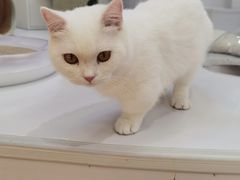 -COLOR PETS 撸猫馆·购猫·猫咖(长风大悦城店)