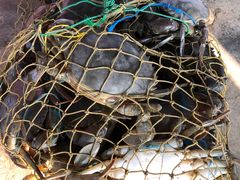 -尼甘布海鲜市场