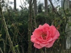 -亚龙湾国际玫瑰谷