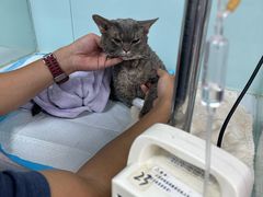 -达爱动物医院·犬猫分区·CT·复杂眼科(远洋山水分院)
