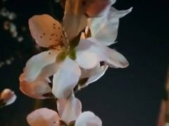 -哈尔滨大剧院