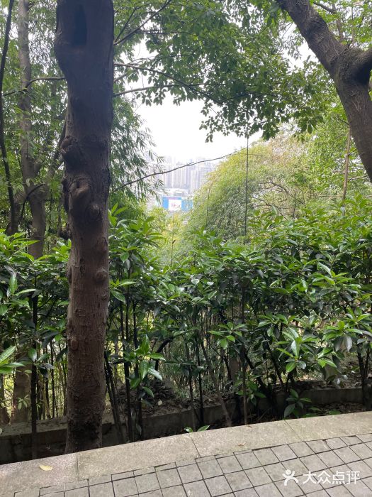 佛图关公园图片