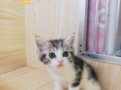 -十年猫舍·猫咪专门店(普陀店)