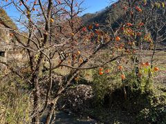 -秦岭风景区