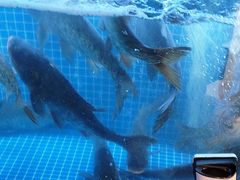 -川流不息·地道川菜·小龙虾(新松江路店)