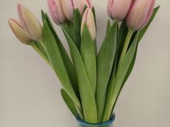 -循礼门鲜花花市(武汉循礼门店)