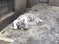 -西安秦岭野生动物园