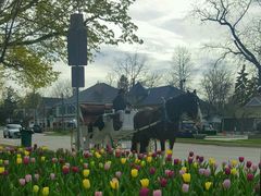 景点-滨湖尼亚加拉