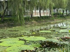-荷花大观园
