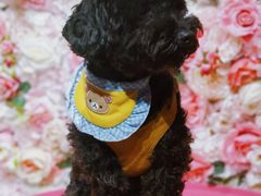 -百好乐宠物友好餐厅(朝外大街店)