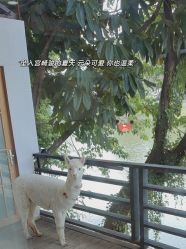 -花漾摄影优选工作室(东莞原创作品店)