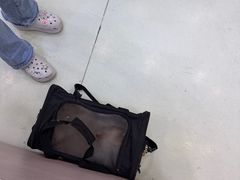 -瑞鹏宠物医院·宠保定点·心脏科·内科(御桥分院)