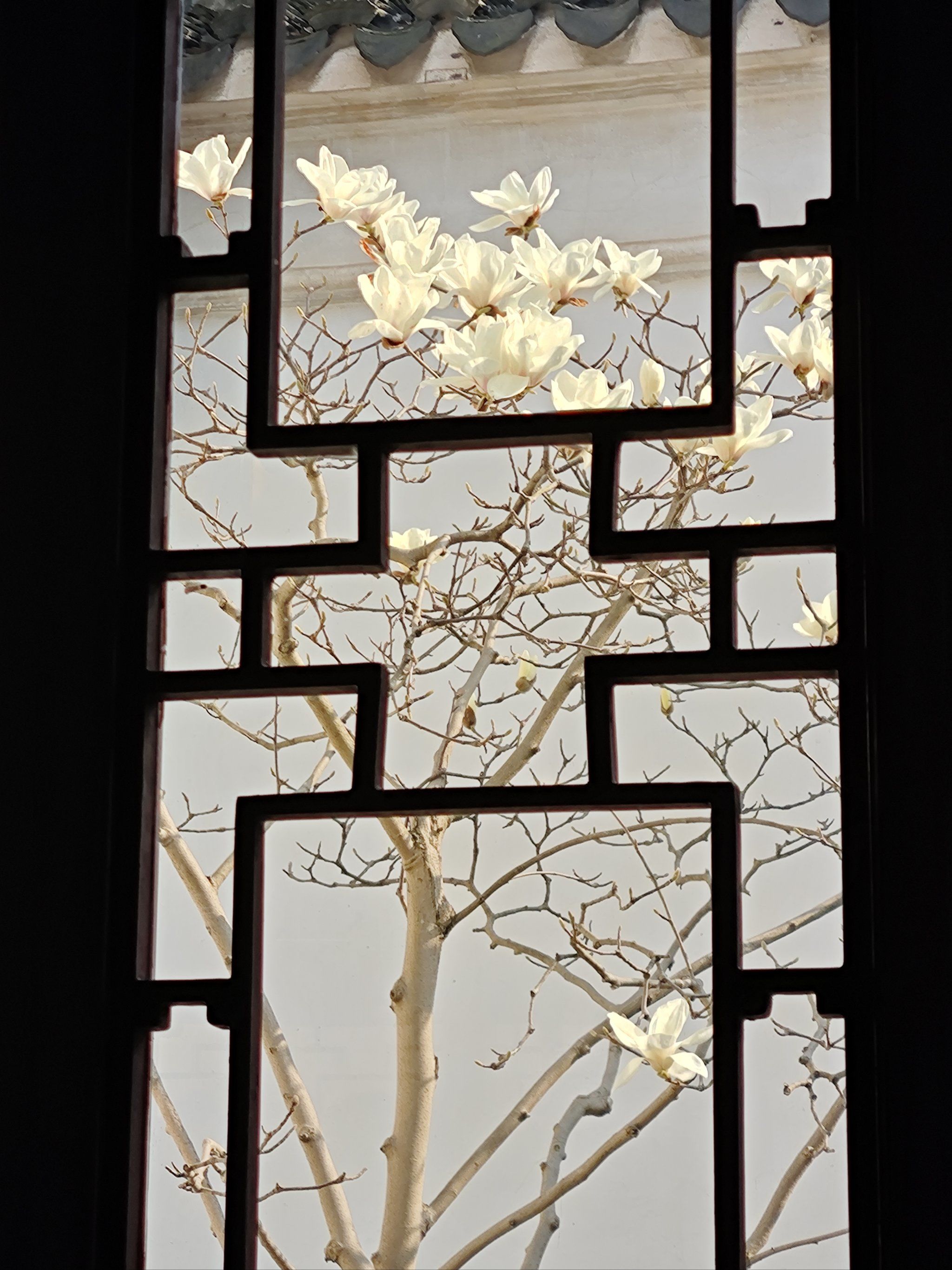 玉兰花窗!不愧是中式美学
