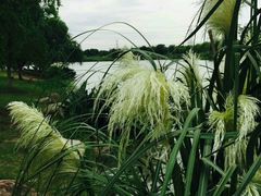 -九里河湿地公园
