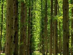 -黄海国家森林公园