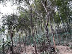 -上海佘山国家森林公园西佘山园