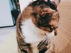 -御宝贝·A梦猫科宠物医院(国际猫友好医院)