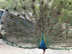 -石家庄市动物园