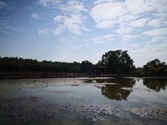 -大湾区中央湿地公园