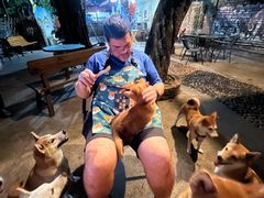 -柴犬高等学院·狗咖·柴犬售卖·宠物训练