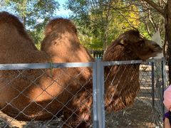 -长白岛森林公园