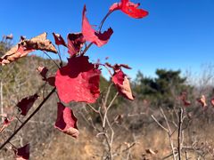 -北京西山国家森林公园