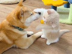 -宠物兔专门店(天丰利市场店)