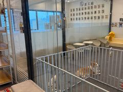 -有喵·猫咖·狗咖·30几只猫10只小狗(岗厦店)