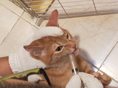 -瑞派康怡24h宠物医院·犬猫医疗中心·微创绝育(瑞景分院)