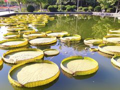 -石家庄市植物园