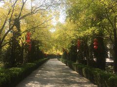 -大槐树寻根祭祖园