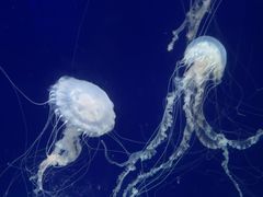 -深圳野生动物园