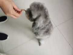 -乐琪宠物医院·犬猫专科·骨外科·急重症