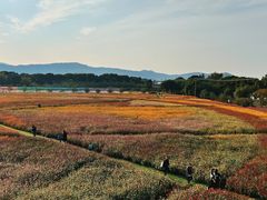 -苏州太湖西山岛开心农场