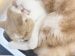 -喵园·猫主题咖啡厅·撸猫·猫咖(国贸店)