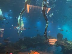 -海棠湾洲际-涛·海底餐厅·美人鱼·自助餐·海底隧道