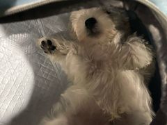 -momokira米努特·德文卷毛猫·棉花面纱犬